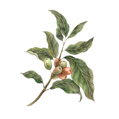 Coffee plant with tropical green leaves. Red ripe coffee fruits and unripe berries. Hand drawn watercolor illustration on isolated background for shop, cafe, banner, postcard, coffee packaging design