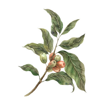 Coffee plant with tropical green leaves. Red ripe coffee fruits and unripe berries. Hand drawn watercolor illustration on isolated background for shop, cafe, banner, postcard, coffee packaging design