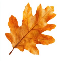 Obraz premium Autumn leaf oak background orange photography.