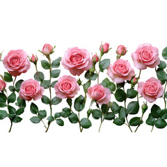 Naklejka premium Pink Roses on Black Background