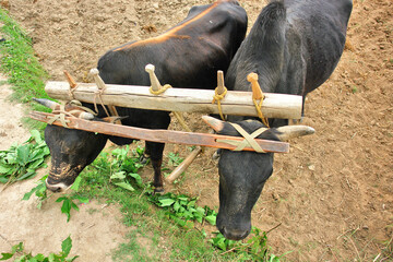 A yoke wooden beam used between a pair of oxen in Bhutan