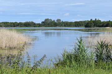 Etang de la Dombes