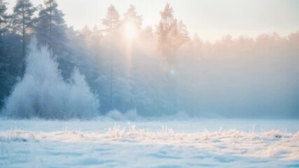 Cold winter morning with sunlight filtering through a misty forest, illuminating snow covered trees and grass