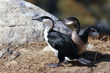 black-faced cormorant