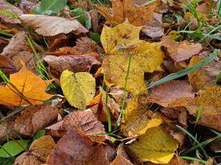 fallen autumn leaves