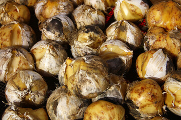 Bulbs of ornamental onion Allium Ambassador