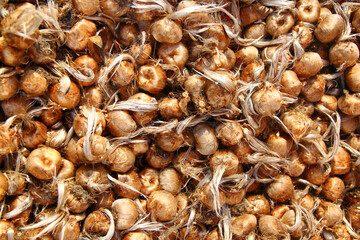 Bulbs of Saffron Crocus at a garden fair