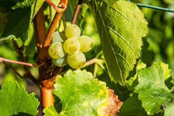 Closeup of ripe juicy green grapes branch illuminated by sunlight with a natural leafy background....