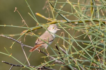 Asian desert warbler or Curruca nana at desert national park in Rajasthan, India