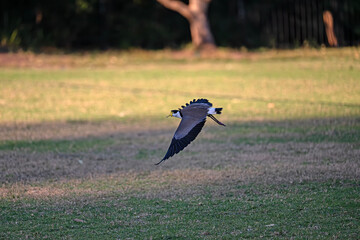 yellow masked Lapwing in flight