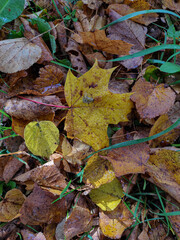 autumn leaves background