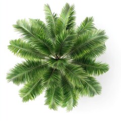 Lush tropical palm leaves overhead