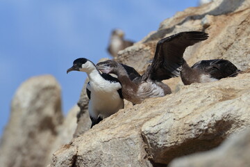 black-faced shag