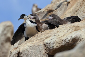 Obraz premium black-faced shag
