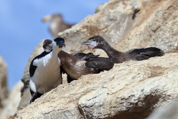 black-faced shag