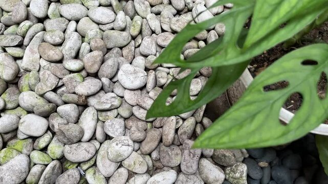 Monstera adansonii plant leaves (Monstera Obliqua Miq) With a background of white mossy coral stones as garden decoration. dry garden concept
