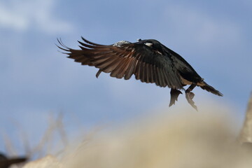 black-faced shag
