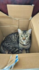 cat in box