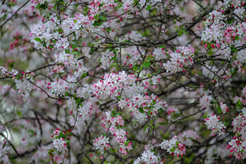 beautiful flower of Malus tree
