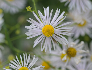 Obraz premium Beautiful close-up of kalimeris incisa