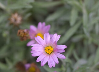 Fototapeta premium Beautiful close-up of corethrogyne californica