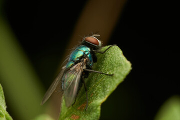A green fly perched on a green leaf