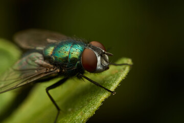 A green fly perched on a green leaf