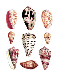 Seashell Set. Illustration of a collection of seashells. Created with watercolor and ink on a white backdrop.