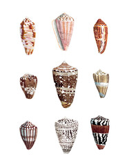Seashell Set. Illustration of a collection of seashells. Created with watercolor and ink on a white backdrop.