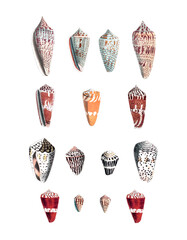 Seashell Set. Illustration of a collection of seashells. Created with watercolor and ink on a white backdrop.