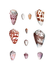 Seashell Set. Illustration of a collection of seashells. Created with watercolor and ink on a white backdrop.