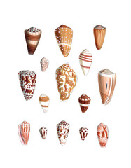 Seashell Set. Illustration of a collection of seashells. Created with watercolor and ink on a white backdrop.