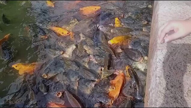Feeding fish, Koi fish 