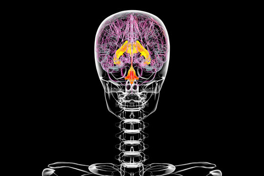 Ventricular system of the brain, 3D illustration