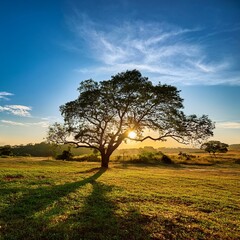 Fototapeta premium Wild Serenity: Trees and Palms Under an Orange Sunset Sky