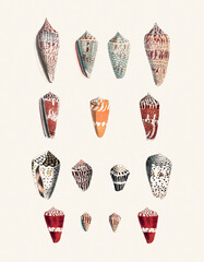 Seashell Set. Illustration of a collection of seashells. Created with watercolor and ink on a light beige backdrop.