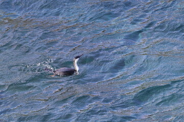 Naklejka premium black-faced shag