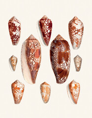 Seashell Set. Illustration of a collection of seashells. Created with watercolor and ink on a light beige backdrop.