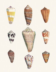 Seashell Set. Illustration of a collection of seashells. Created with watercolor and ink on a light beige backdrop.