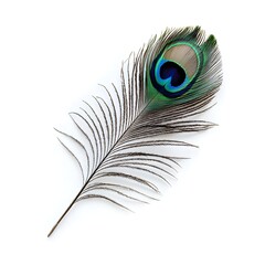 Obraz premium Delicate Peacock Feather with Intricate Eye Pattern on White Background
