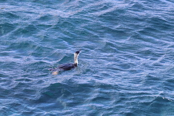 Obraz premium black-faced shag