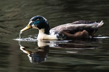 Mallard duck with a white throat