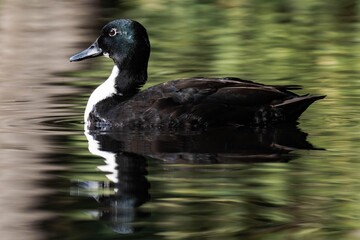 Mallard duck with a white throat