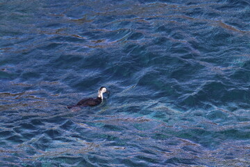 black-faced shag