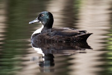 Mallard duck with a white throat