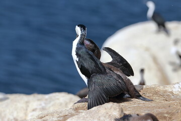 Fototapeta premium black-faced shag
