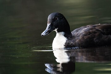 Mallard duck with a white throat