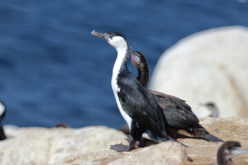 black-faced shag