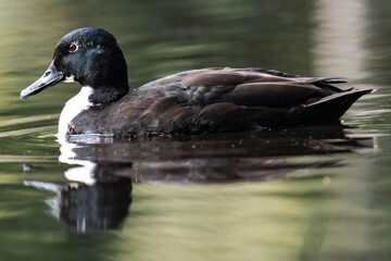 Mallard duck with a white throat