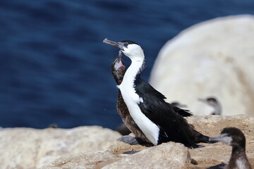 black-faced shag